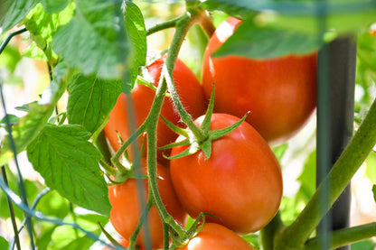 Italian Roma Tomato Lycopersicon Lycopersicum – Vegetable Seeds