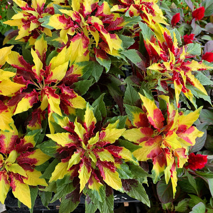 Perfecta Tricolor Amaranthus – Colorful, Annual Flower Seeds