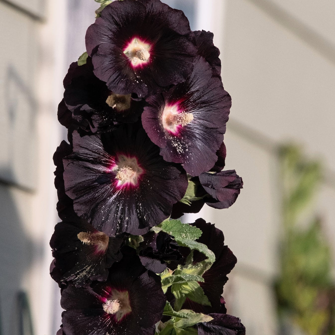 Hollyhock Nigra Black Watchman Alcea Rosea – Tall Garden Flower Seeds