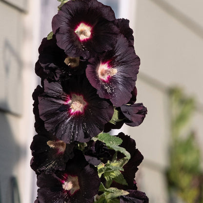 Hollyhock Nigra Black Watchman Alcea Rosea – Tall Garden Flower Seeds