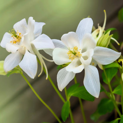 White Star Aquilegia – Perennial Flower Seeds