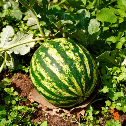 Yellow Crimson Watermelon Seeds – Heirloom, Non-GMO, Sweet Yellow-Flesh Variety