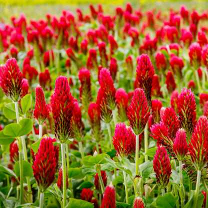 Crimson Clover Seeds – Garden Flower Seeds