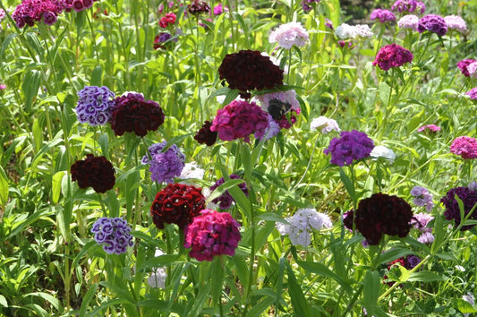 Carnation Grenadin King Of Blacks Dianthus Caryophyllus – Colorful Garden Flower Seeds