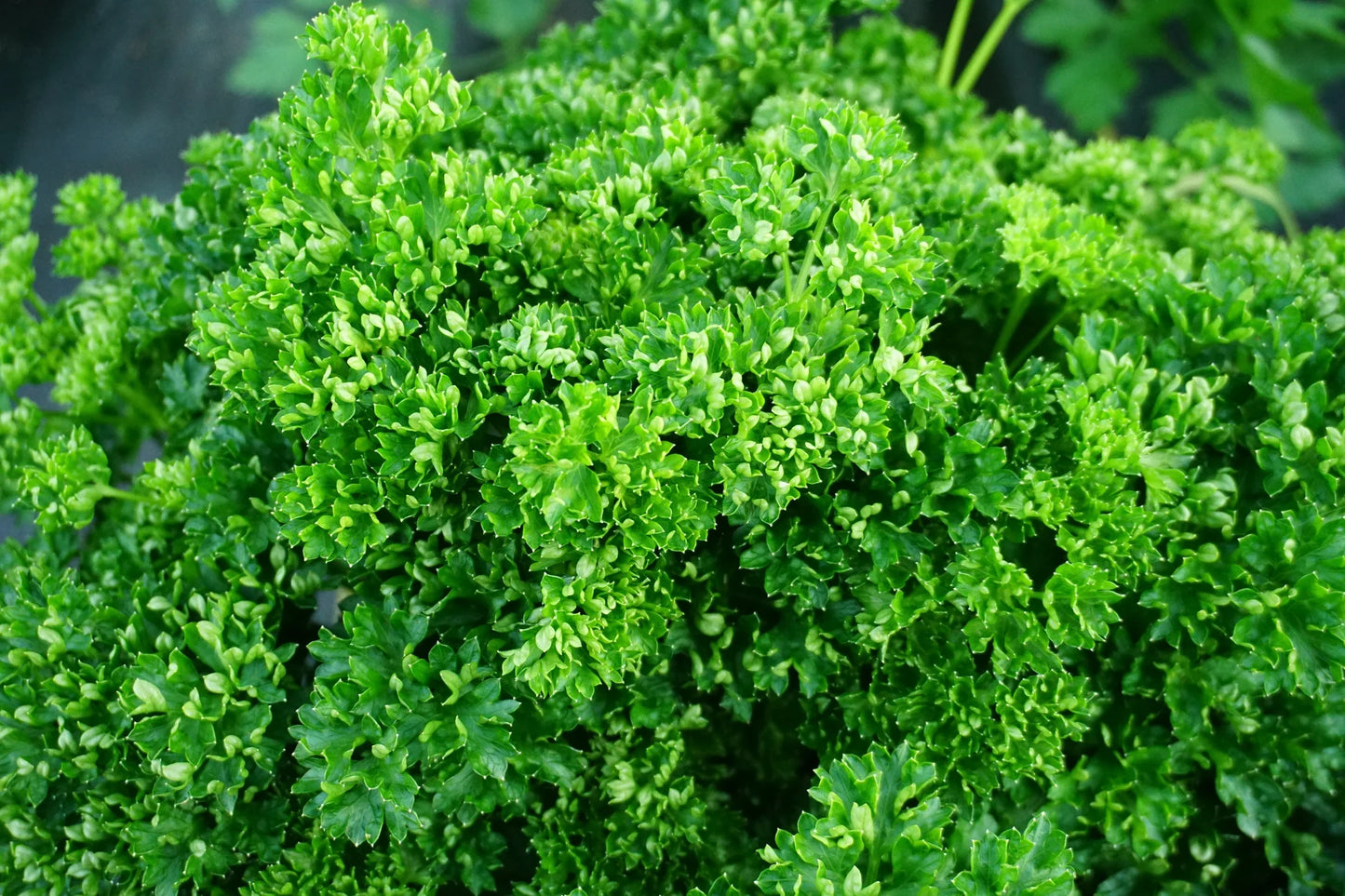 Triple Curled Parsley Petroselinum Hortensis – Herb Vegetable Seeds