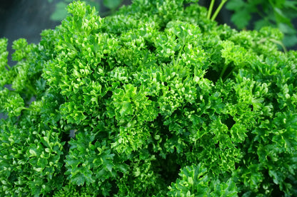 Triple Curled Parsley Petroselinum Hortensis – Herb Vegetable Seeds
