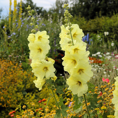 Yellow Hollyhock Flower – Perennial Flower Seeds