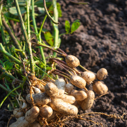 Peanut Plant Seeds for High Yield - Easy to Grow Groundnut Seeds