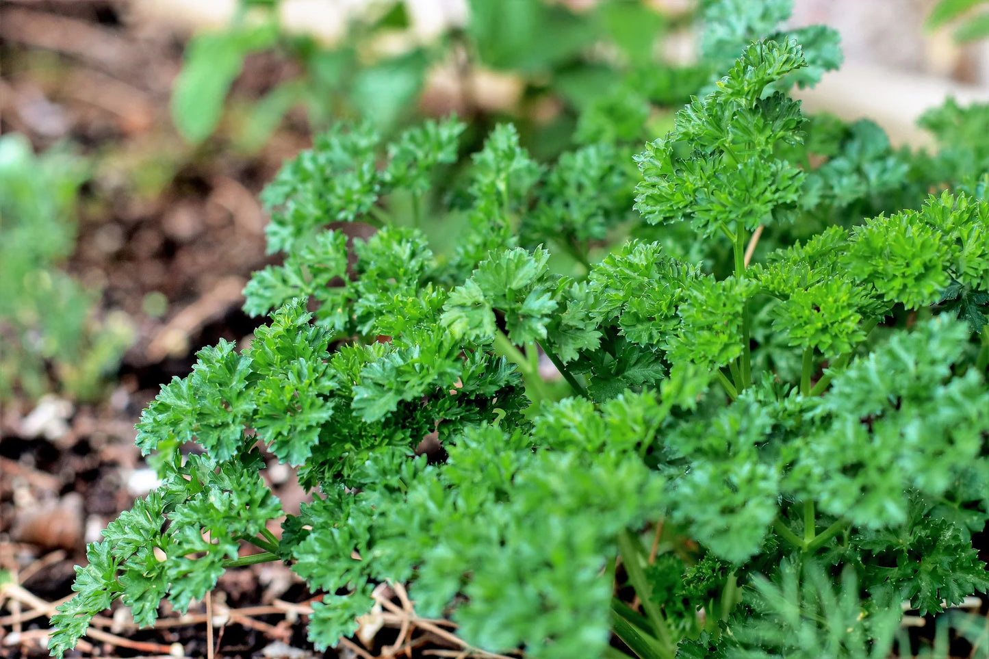 Triple Curled Parsley Petroselinum Hortensis – Herb Vegetable Seeds