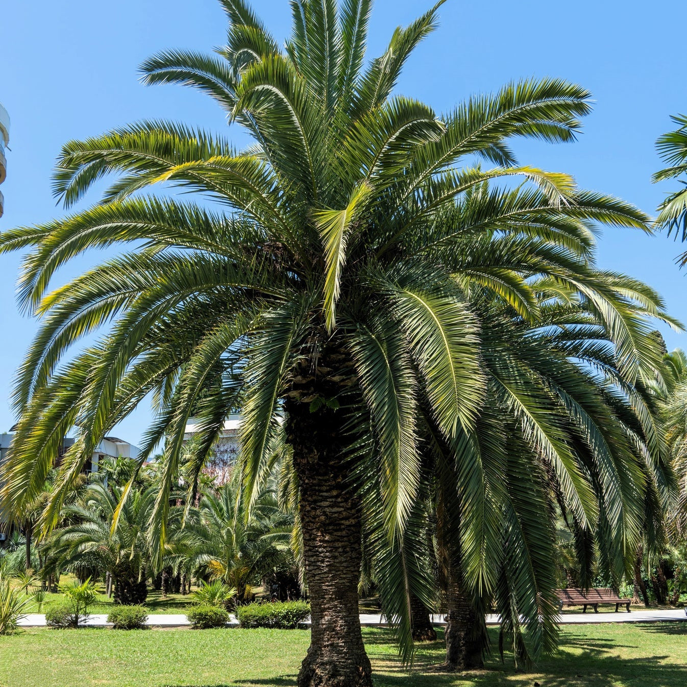 Coco Palm Pindo Palm Butia Capitata Seeds - Edible Jelly Palm Fruit Tree - Indoor & Outdoor Houseplant