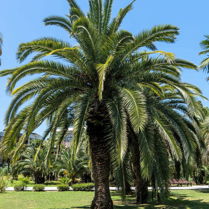 Coco Palm Pindo Palm Butia Capitata Seeds - Edible Jelly Palm Fruit Tree - Indoor & Outdoor Houseplant