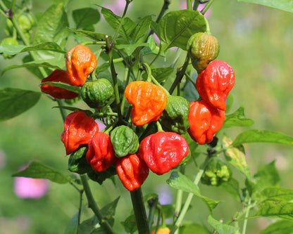 Carolina Reaper Pepper – Extra Hot Vegetable Seeds