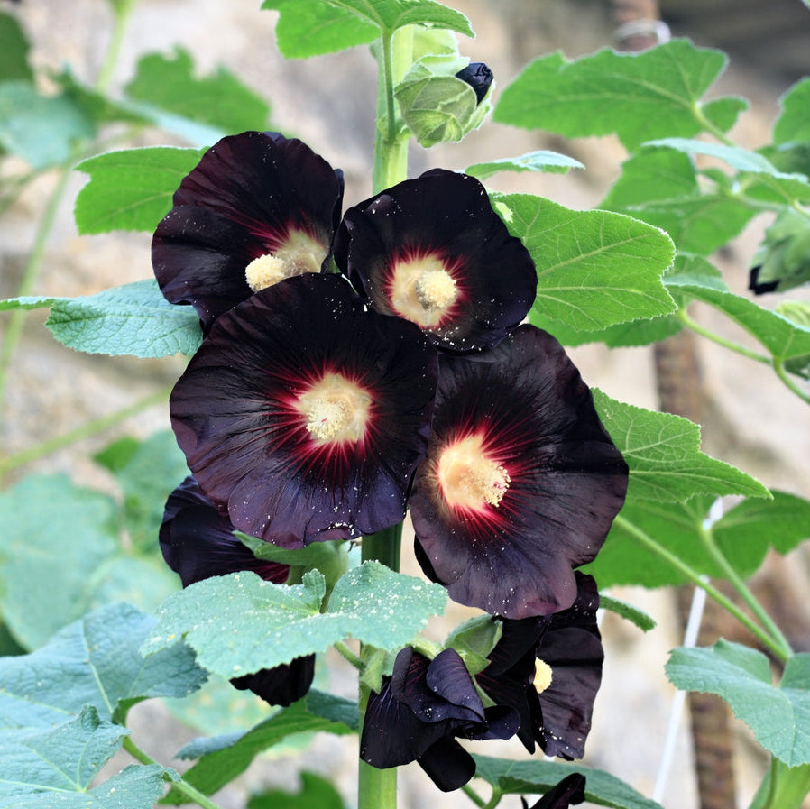 Hollyhock Nigra Black Watchman Alcea Rosea – Tall Garden Flower Seeds