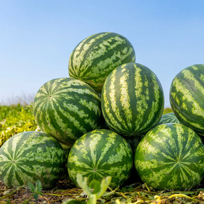 Yellow Crimson Watermelon Seeds – Heirloom, Non-GMO, Sweet Yellow-Flesh Variety