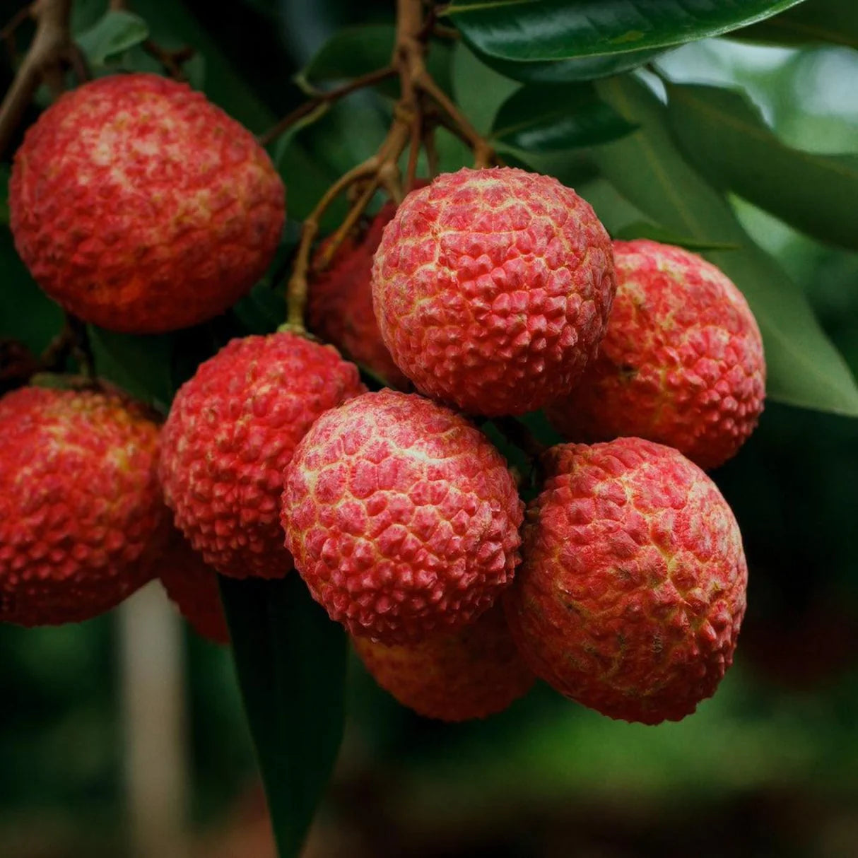 Brewster Lychee Seeds (Litchi chinensis) – Heirloom, Non-GMO, Tropical Fruit Variety