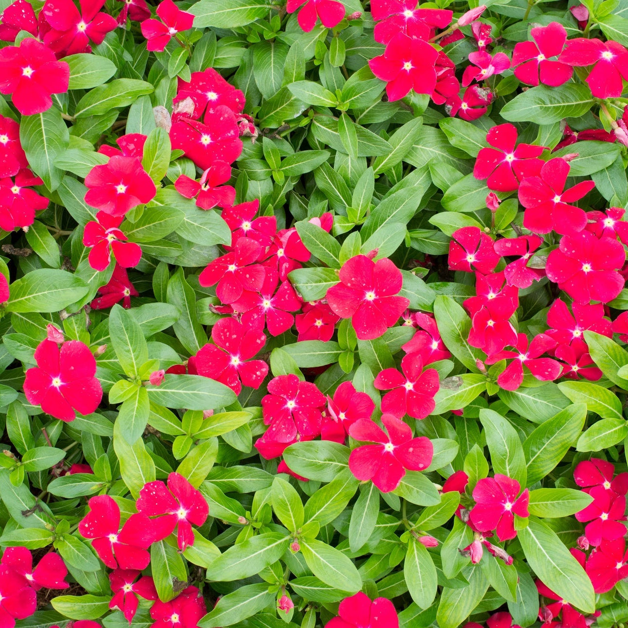 Periwinkle Catharanthus Roseus – Dwarf Little Flower Seeds