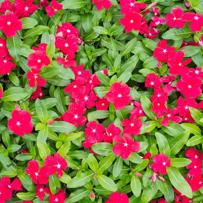Periwinkle Catharanthus Roseus – Dwarf Little Flower Seeds