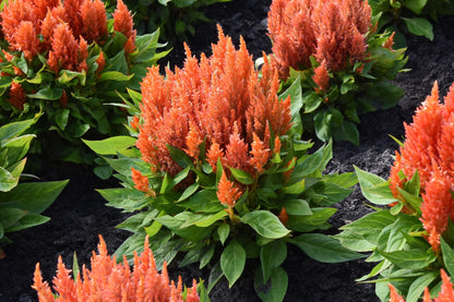 Mix Plumed Cockscomb – Mixed Herb Seeds