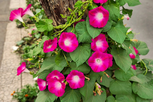 Scarlet O Hara Morning Glory – Climbing Garden Flower Seeds