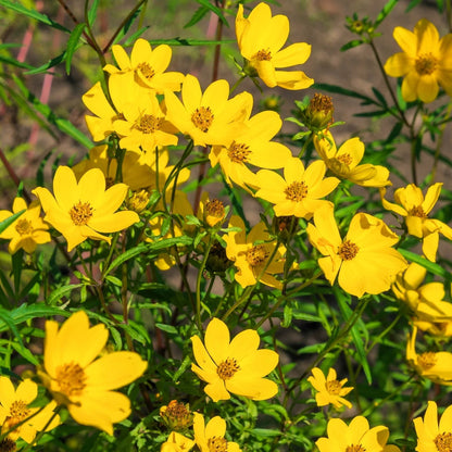 Swamp Marigold Bidens – Perennial Wildflower Garden Seeds