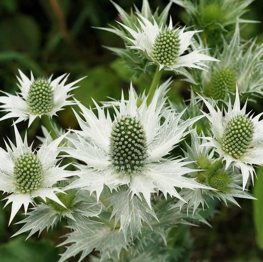 Eryginum Silver Sea – Perennial Flower Seeds