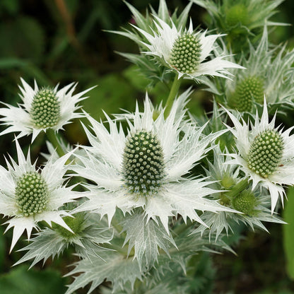 Eryginum Silver Sea – Perennial Flower Seeds