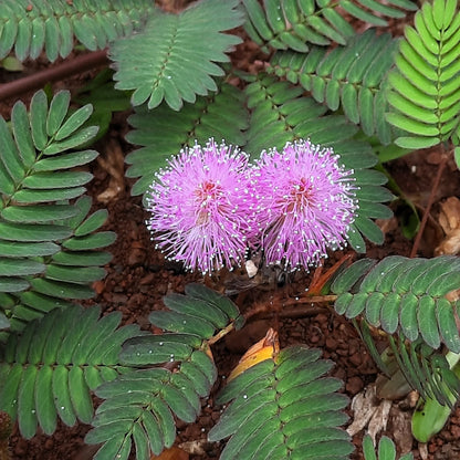 Sensitive Plant Mimosa Pudica – Touch Me Not Herb Seeds