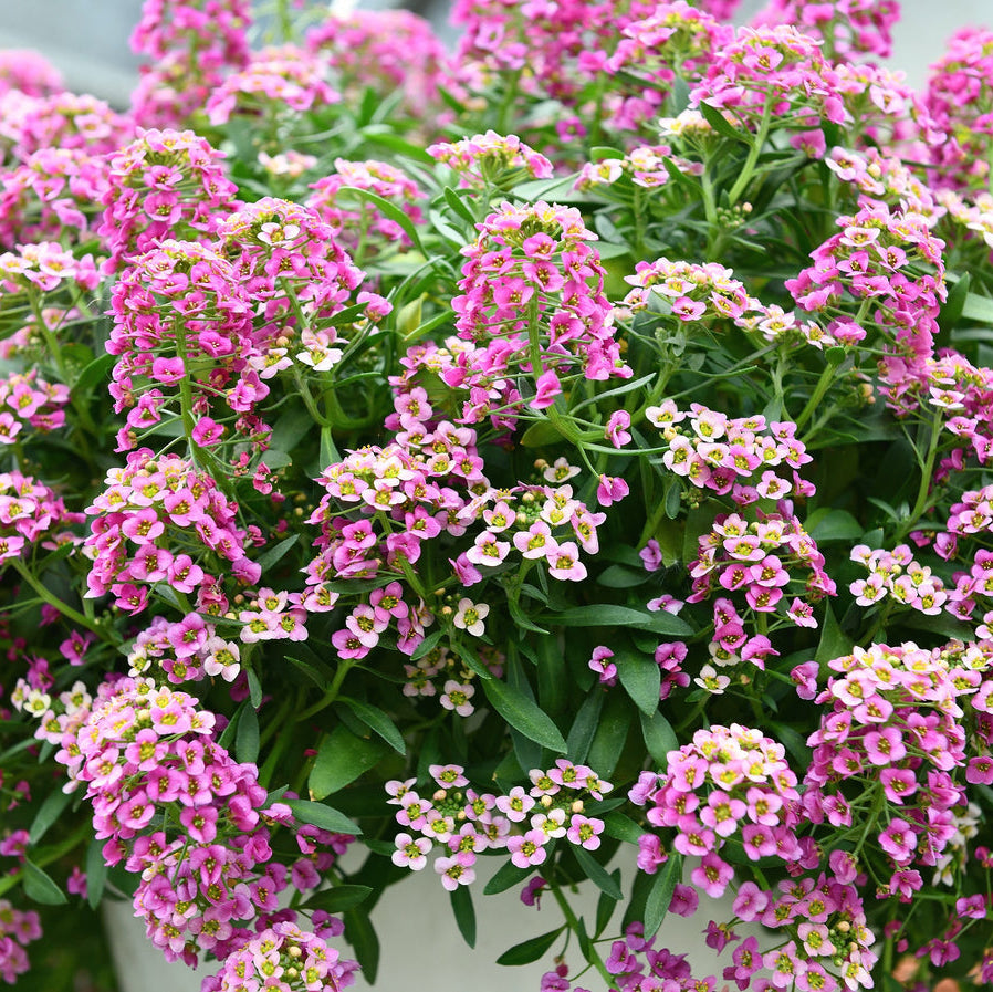 Pink Alyssum Perennial – Mixed, Perennial Flower Seeds