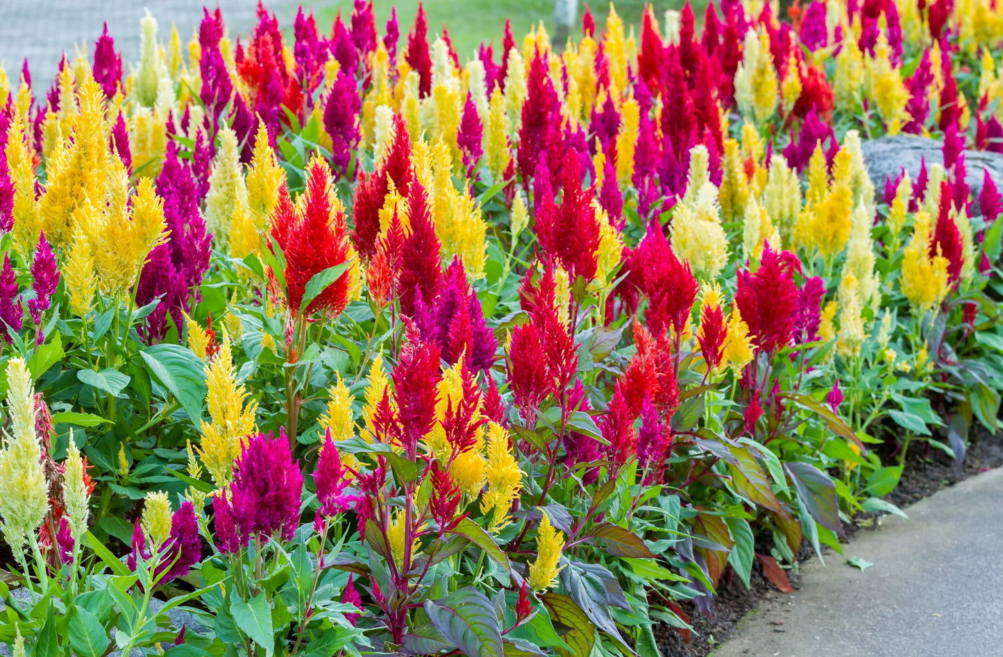 Mix Plumed Cockscomb – Mixed Herb Seeds