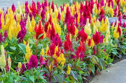 Mix Plumed Cockscomb – Mixed Herb Seeds