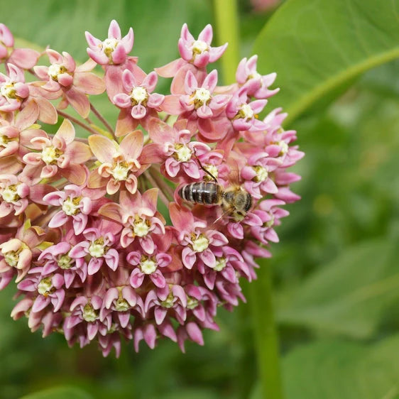 Showy Milkweed – Pollinator Friendly Wildflower Garden Seeds