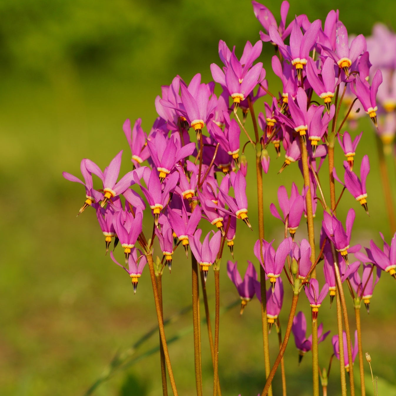 Dodecatheon Pink Meadia – Perennial Flower Seeds