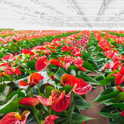 Red Anthurium Flower – Garden Flower Seeds