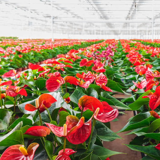 Red Anthurium Flower – Garden Flower Seeds