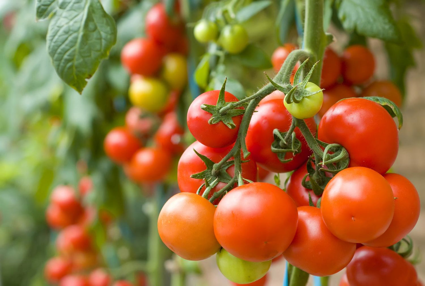 Gold Ball Heirloom and Red Cherry Tomato – Vegetable Garden Seeds