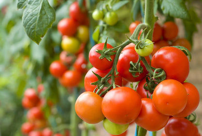 Gold Ball Heirloom and Red Cherry Tomato – Vegetable Garden Seeds