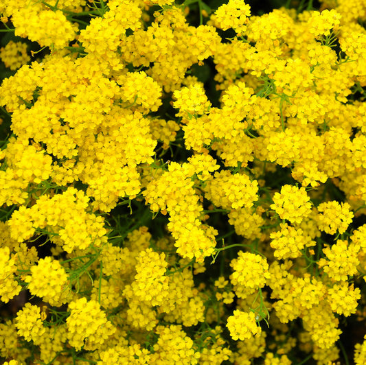 Yellow Alyssum Perennial – Perennial Flower Seeds