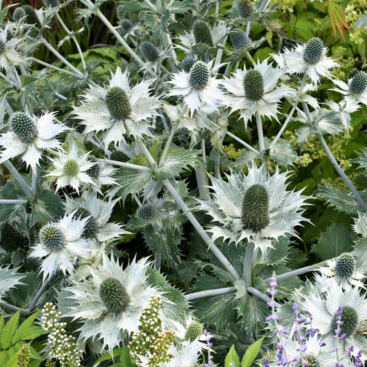 Eryginum Silver Sea – Perennial Flower Seeds