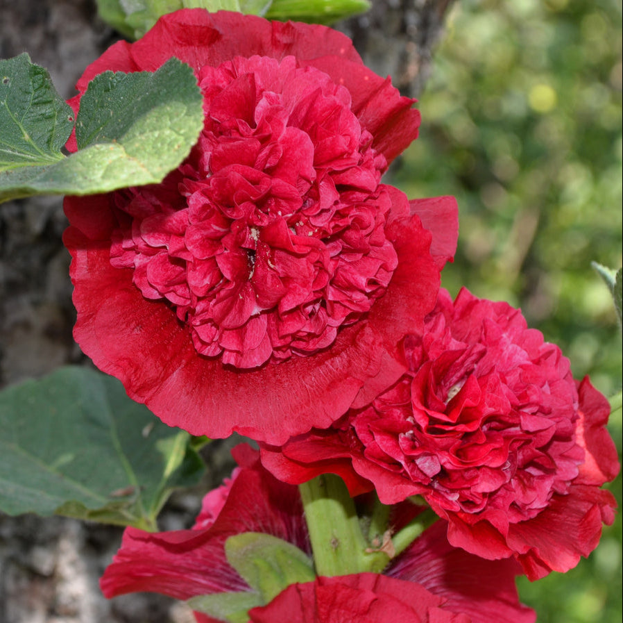Alcea Double Hollyhock – Perennial Flower Seeds