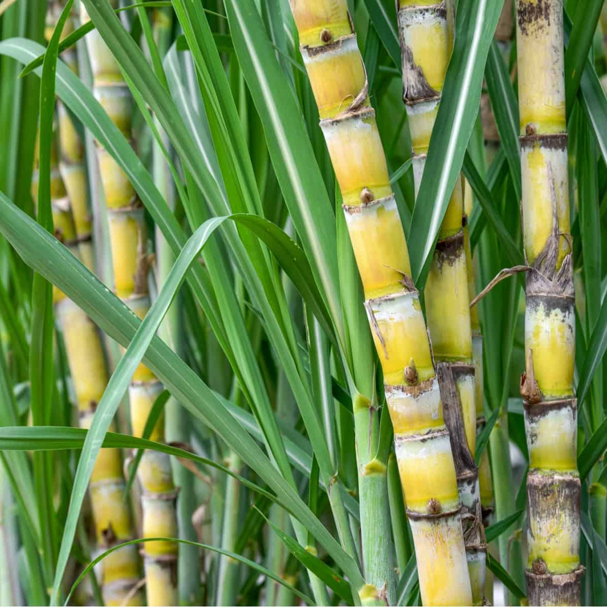 Sugarcane Yellow Variety – Easy-to-Grow Garden Cane Stalks