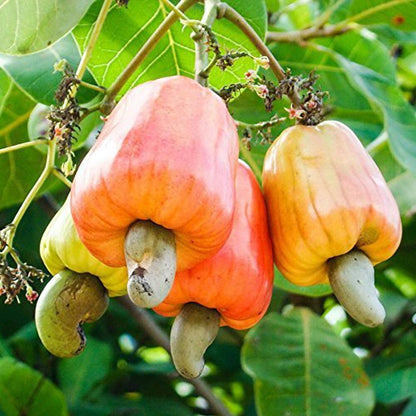 Cashew Nut Apple Seeds Anacardium Occidentale Organic Rare tropical Plantation - Fruit Seeds