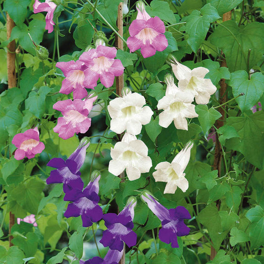 Asarina Mix Flower – Mixed, Climbing, Perennial Flower Seeds