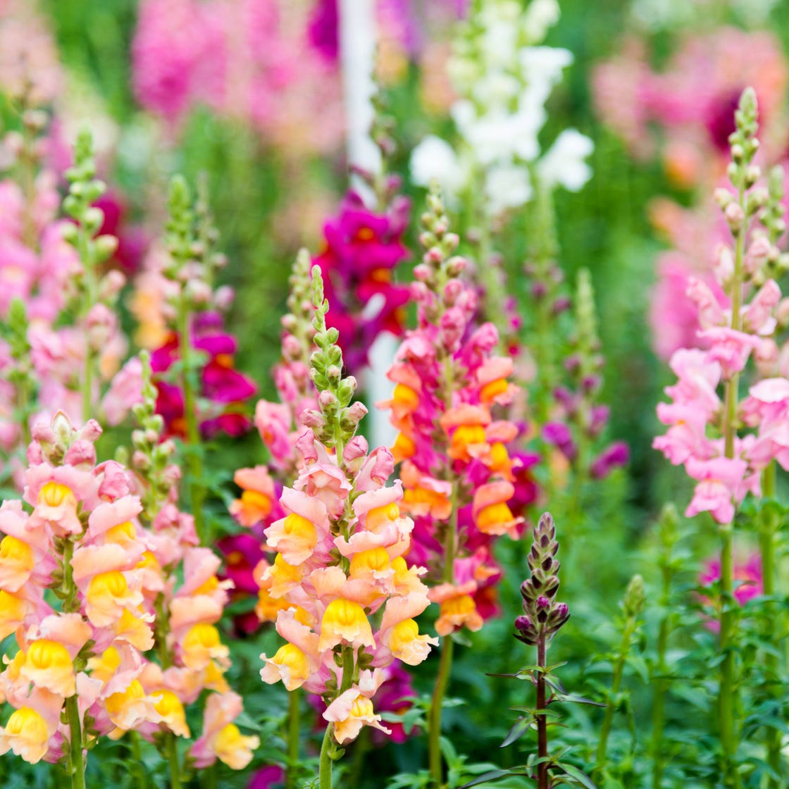 Snapdragon Trumpet Serenade – Garden Flower Seeds