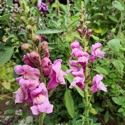 Snapdragon Antirrhinum Liavender – Colorful Flower Seeds