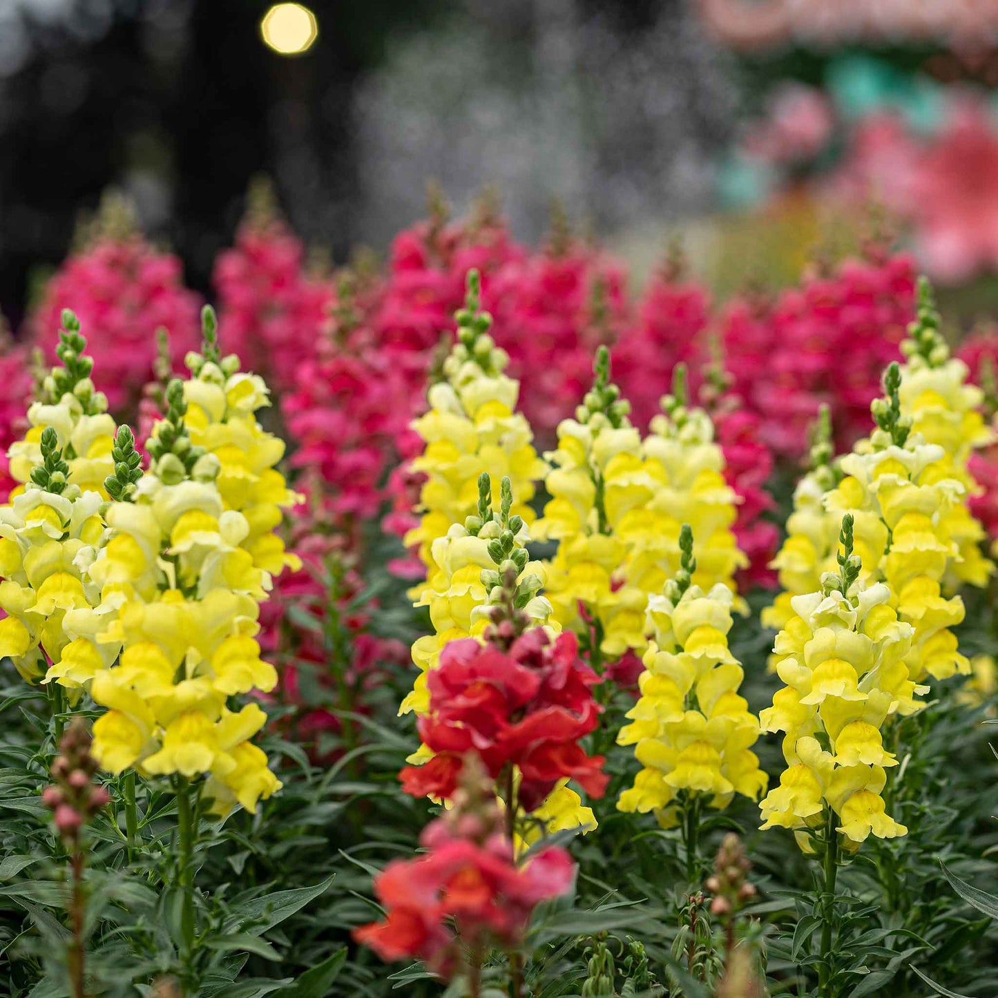 Sonnet Yellow Snapdragon – Garden Flower Seeds