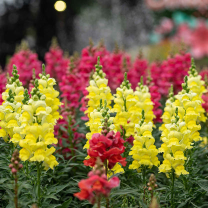 Sonnet Yellow Snapdragon – Garden Flower Seeds