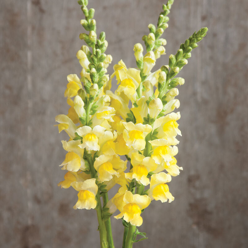 Snapdragon Antirrhinum Lemon – Colorful, Annual Herb Seeds