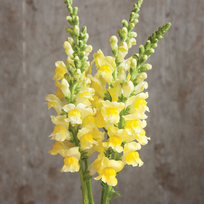 Snapdragon Antirrhinum Lemon – Colorful, Annual Herb Seeds