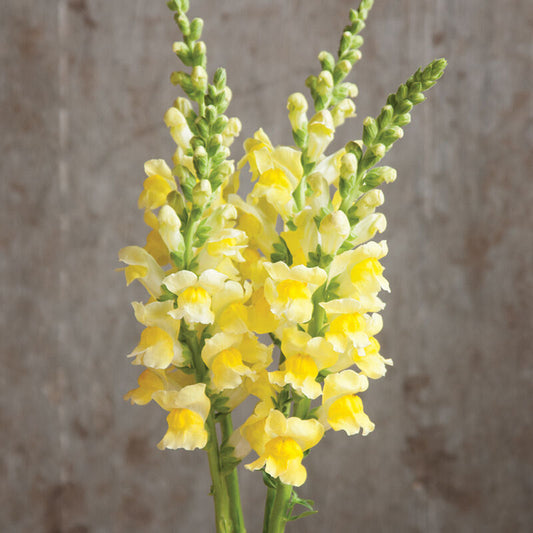 Snapdragon Antirrhinum Lemon – Colorful, Annual Herb Seeds
