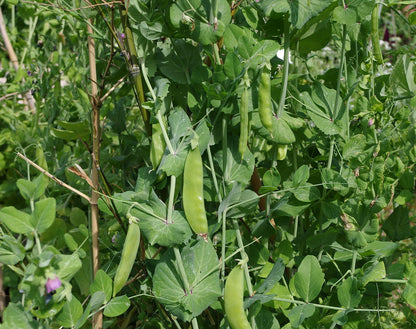 Sugar Snow Pea – Dwarf Vegetable  Seeds